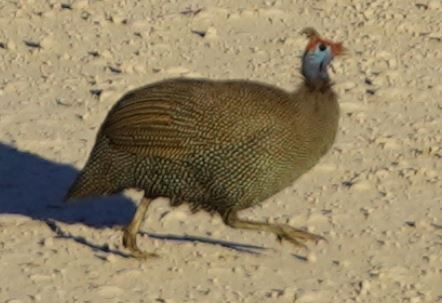 Helmperlhuhn — Bild 1