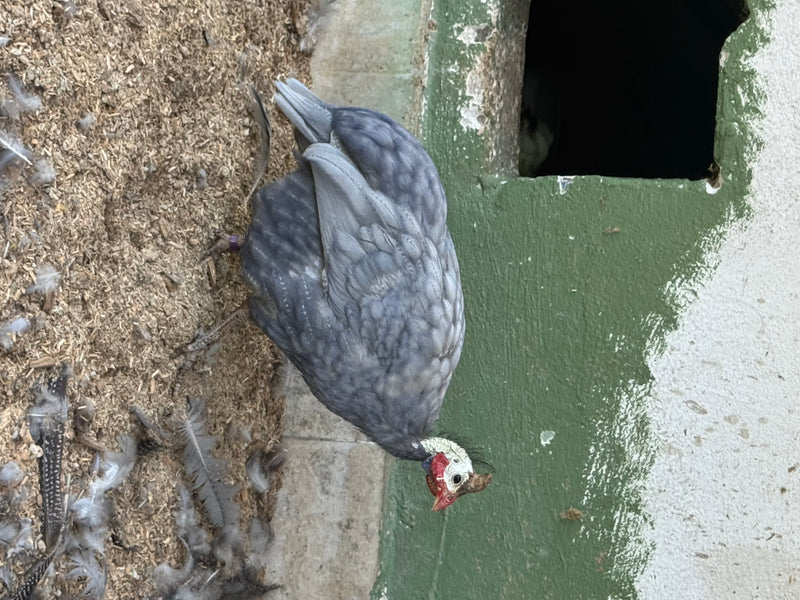 Ein Helmperlhuhn mit grau-blauem Gefieder steht auf mit Einstreu und Federn bedecktem Boden neben einer Wand.