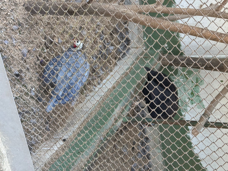 Zwei Vögel, darunter ein Helmperlhuhn, stehen auf sandigem Boden in einem Gehege. Die Aufnahme erfolgte von oben durch einen Maschendrahtzaun.