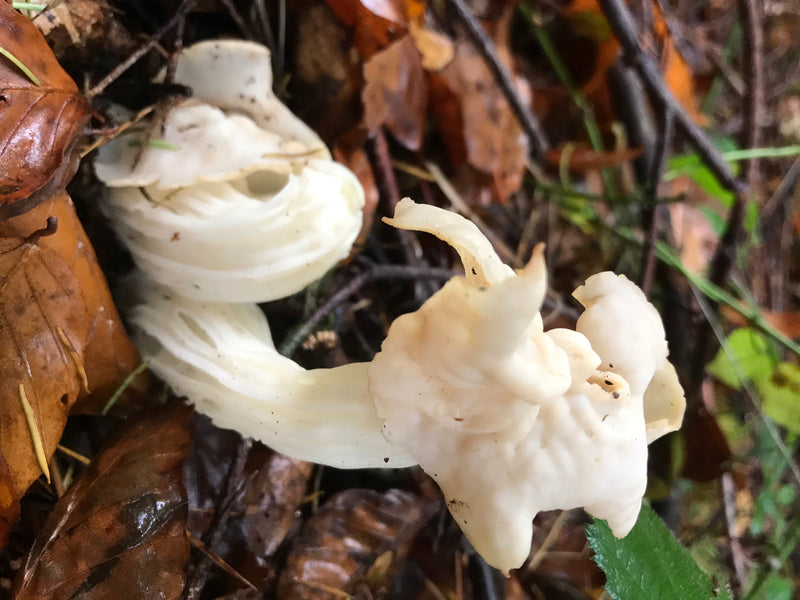 Herbst-Lorchel — Bild 1 von 1
