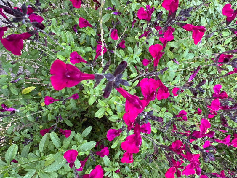 Ein dicht gewachsener Herbst-Salbei zeigt zahlreiche intensiv magentarote Blüten aus der Aufsicht.