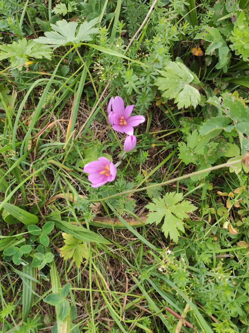 Mehrere rosa Blüten der Herbstzeitlose wachsen aus dem dichten Gras- und Kräuterboden einer Wiese. Die markanten Blüten stehen einzeln oder nah beieinander u...