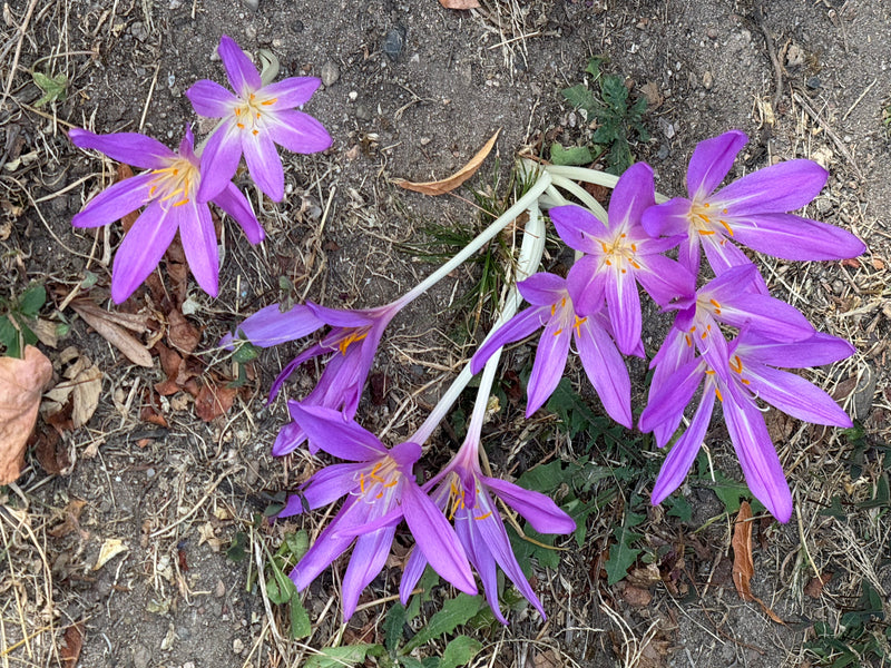 Mehrere blühende Herbstzeitlosen mit charakteristischen violetten Blütenblättern liegen auf kargem, erdigem Boden.