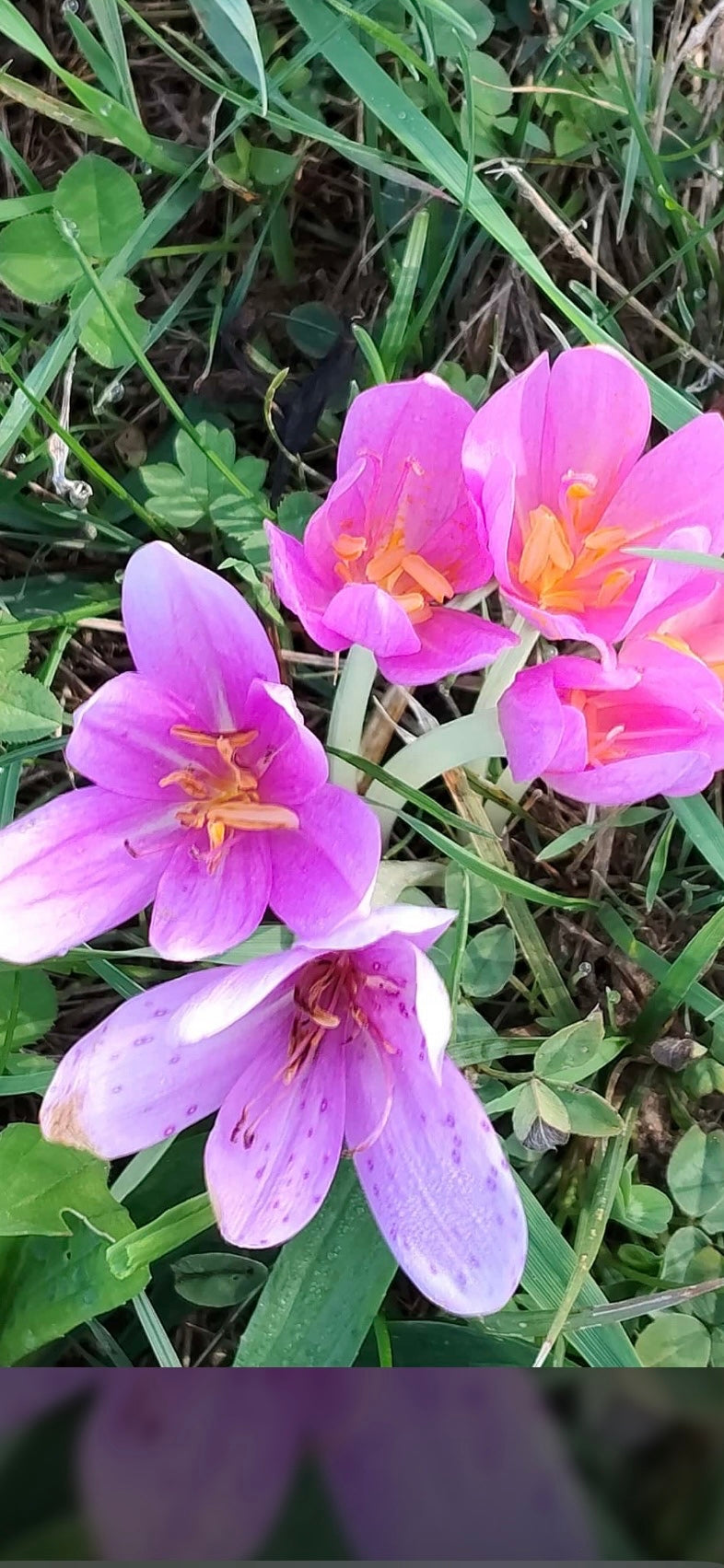 Mehrere geöffnete, rosa-violette Blüten der Herbstzeitlose wachsen auf einer Wiese zwischen Gras und Klee.