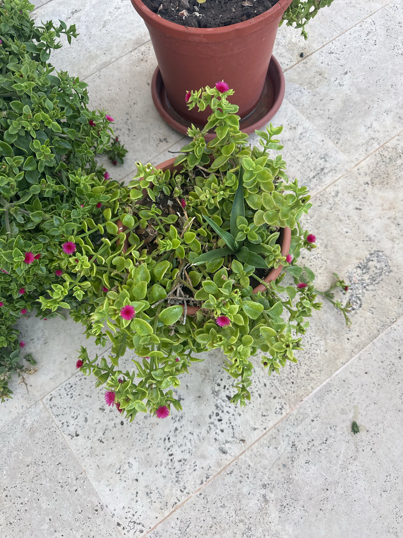 Herzblättrige Mittagsblume — Bild 3