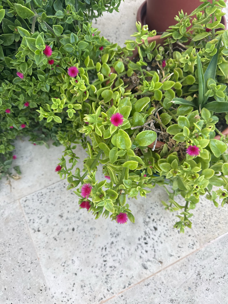 Herzblättrige Mittagsblume — Bild 2