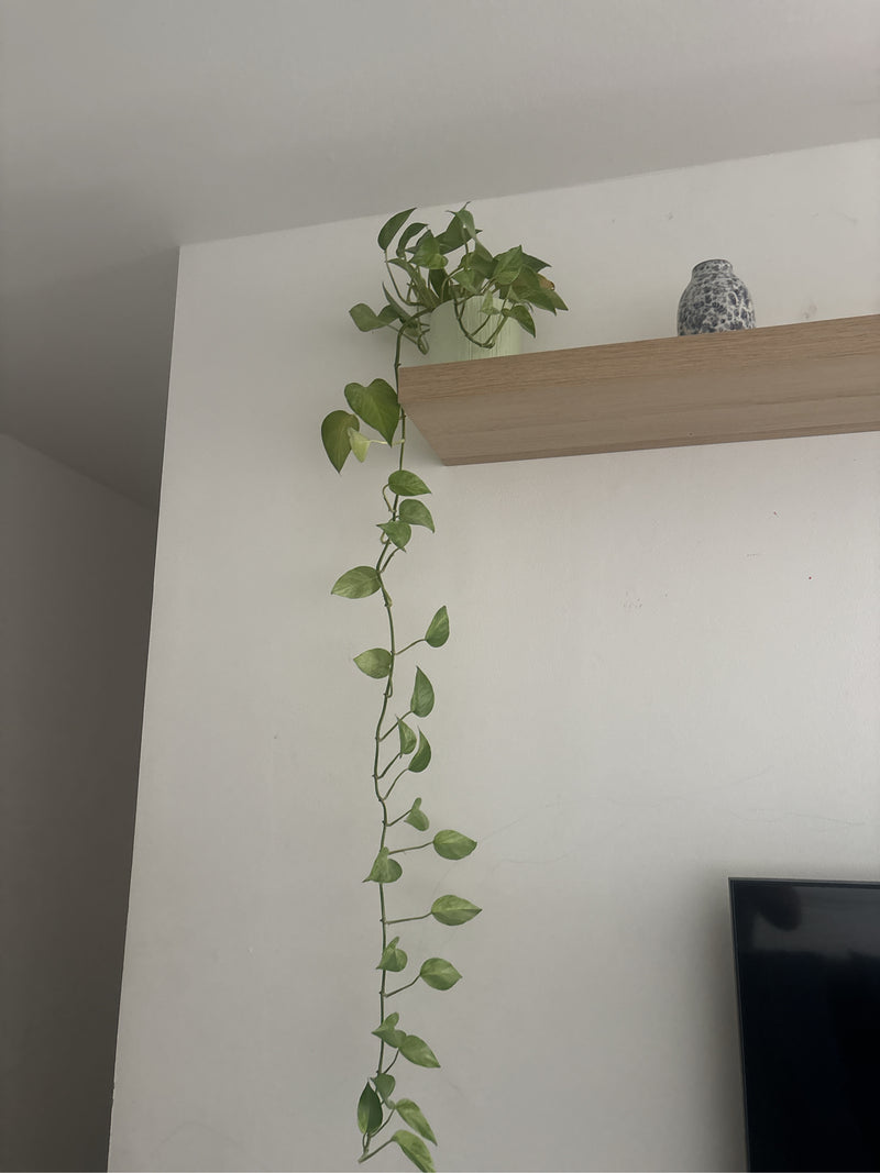 Herzblatt-Philodendron — Bild 5
