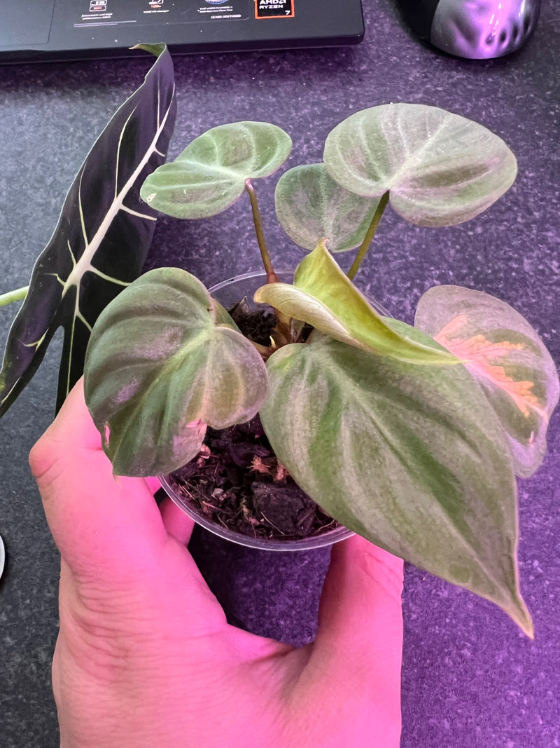 Herzblatt-Philodendron — Bild 2