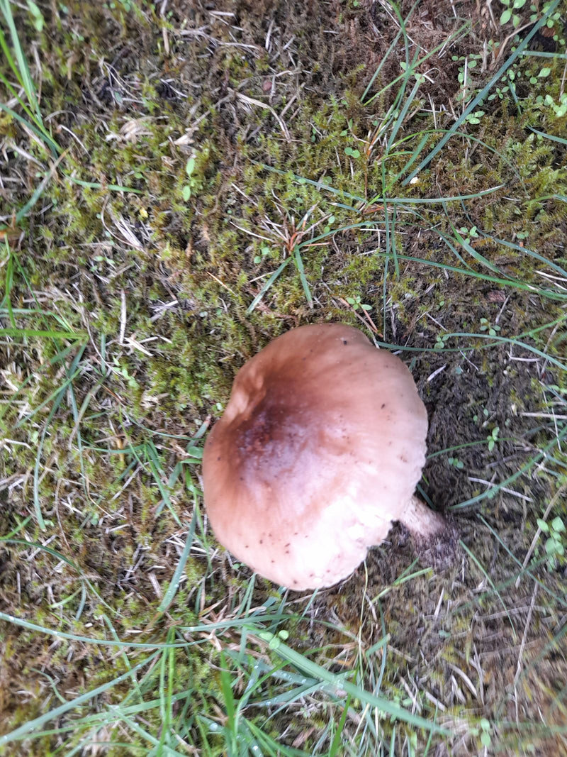 Zu sehen ist ein brauner Pilzhut von oben, der auf einem moosigen Boden mit Gras wächst. Der Pilz ist gut erkennbar und befindet sich in seiner natürlichen U...