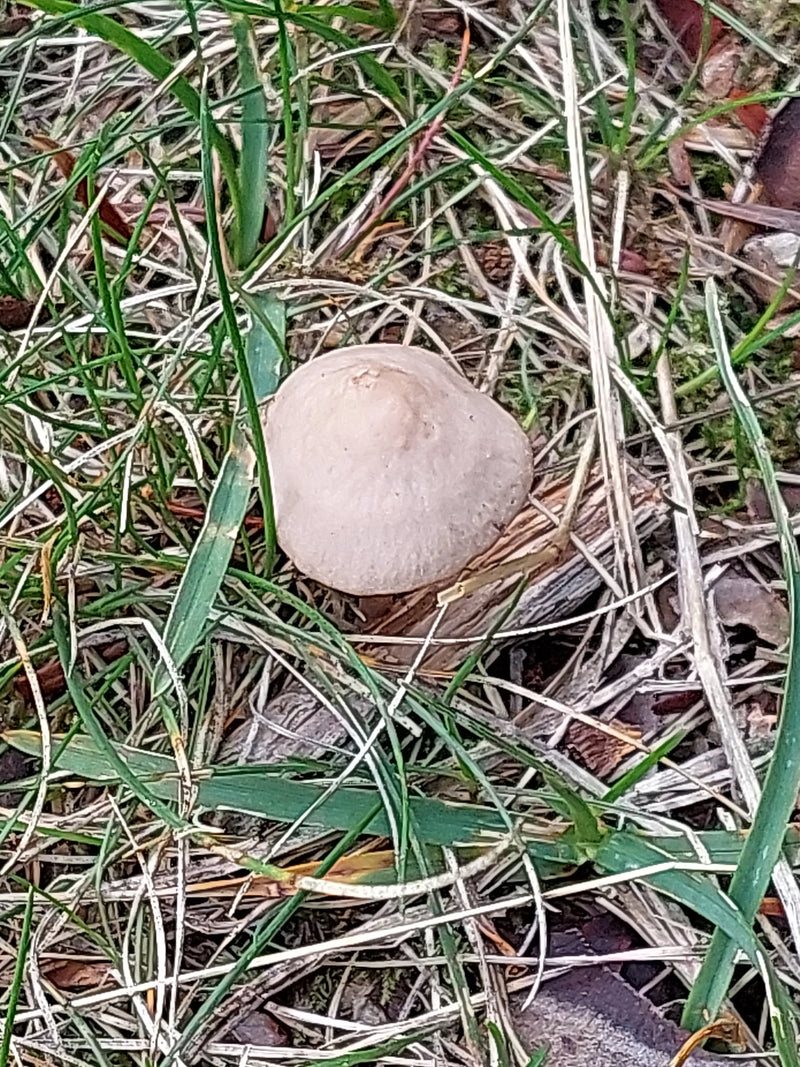 Draufsicht auf den Hut eines Heu-Düngerlings, der inmitten von Gras und trockenem Pflanzenmaterial wächst.
