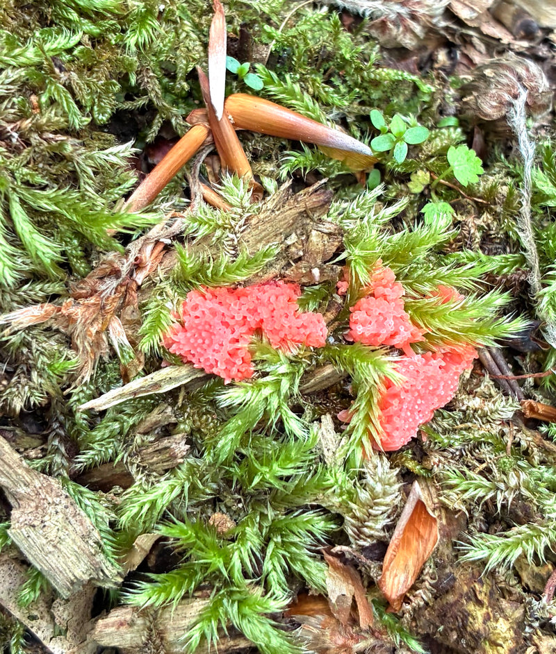 Himbeersporenkissen — Bild 1