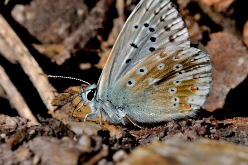 Himmelblauer Bläuling — Bild 1