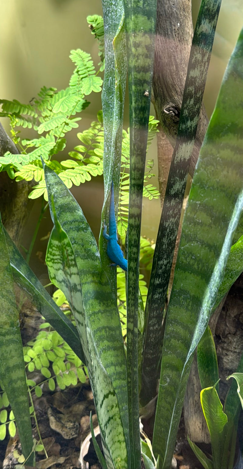 Himmelblauer Zwergtaggecko — Bild 1