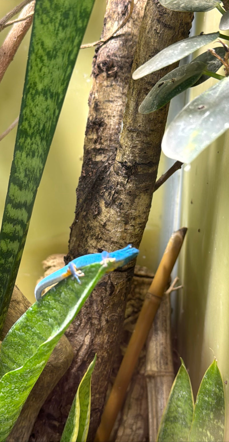 Himmelblauer Zwergtaggecko — Bild 2