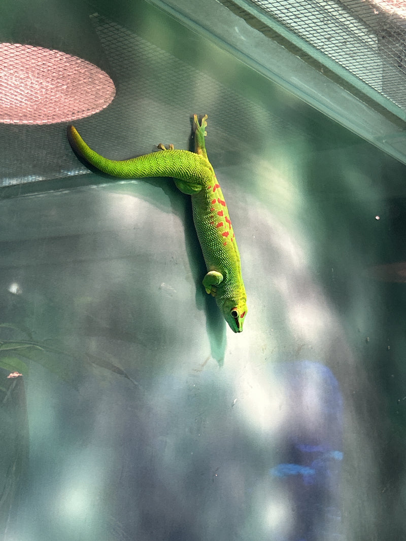 Himmelblauer Zwergtaggecko — Bild 3