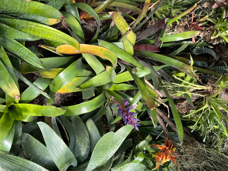 Himmels-Aechmea — Bild 1 von 4