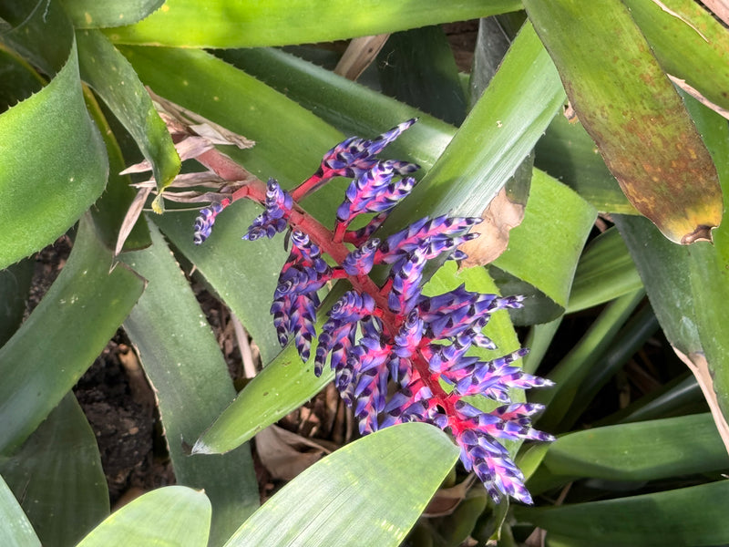 Himmels-Aechmea — Bild 4 von 4