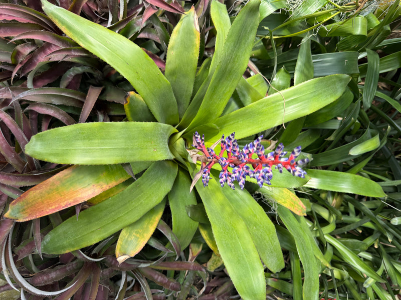 Himmels-Aechmea — Bild 3 von 4