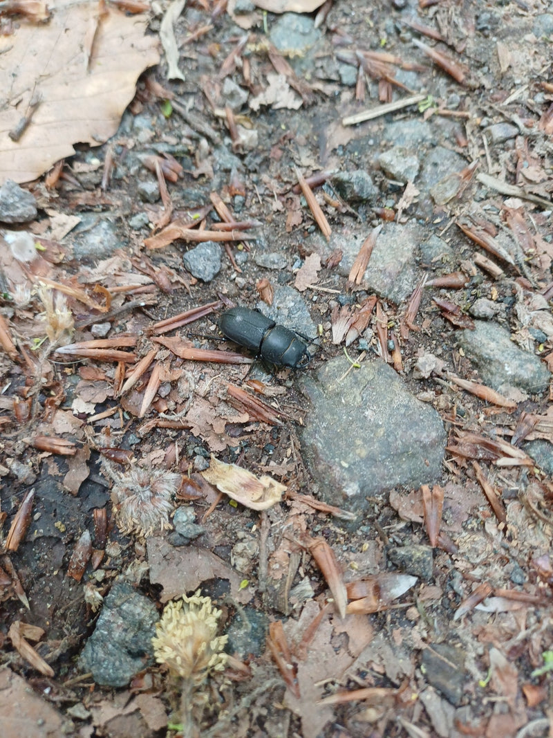 Hirschkäfer — Bild 2