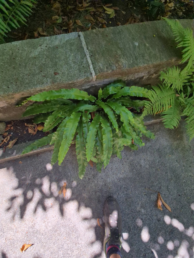 Zu sehen ist ein prächtiger Hirschzungenfarn, der direkt an einer steinernen Mauer wächst. Die Aufnahme zeigt die Pflanze aus der Vogelperspektive im Tagesli...