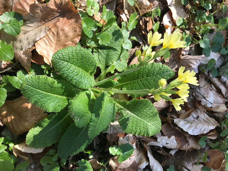Auf dem Bild ist eine Hohe Schlüsselblume mit charakteristischen runzeligen Blättern und gelben Blütenständen zu sehen. Sie wächst auf einem mit trockenem La...