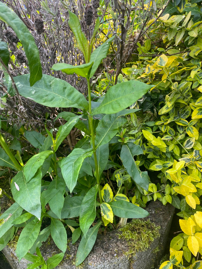 Auf dem Bild ist eine junge Pflanze des Hohen Stauden-Phloxes mit grünen Blättern und einem aufrechten Stängel zu sehen. Sie wächst in einem Gartenbeet vor e...