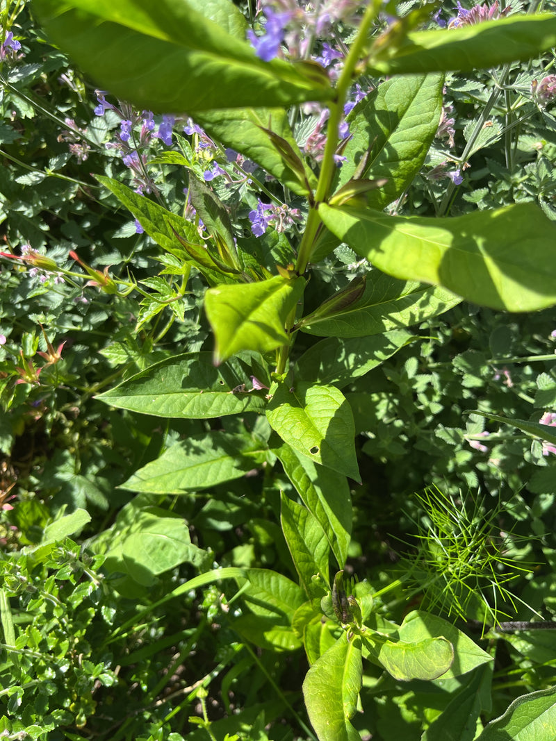 Das Foto zeigt die grünen Blätter und den aufrechten Stängel des Hohen Stauden-Phlox in einem Garten. Die Pflanze wächst im hellen Sonnenlicht inmitten ander...