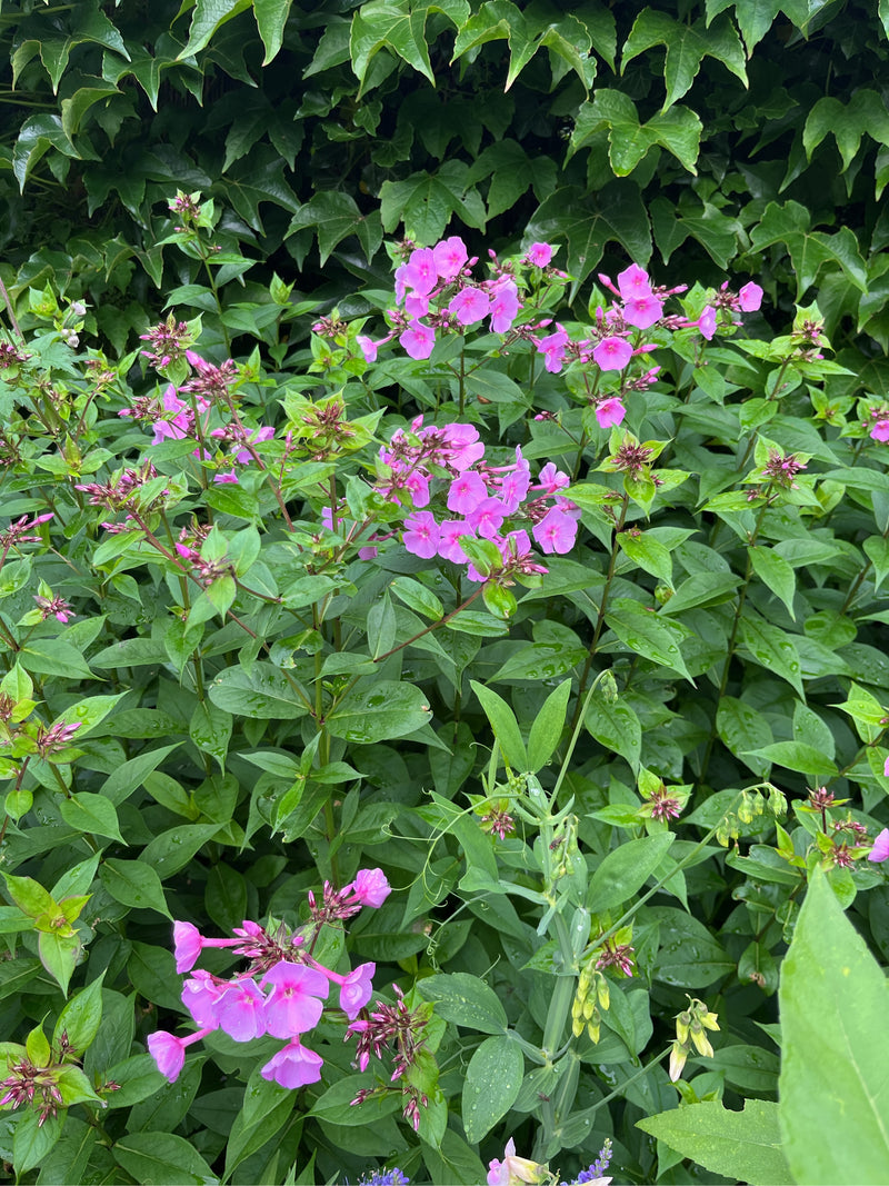 Zu sehen sind die charakteristischen rosa Blüten und grünen Blätter des Hohen Stauden-Phlox vor einer Hecke. Die Pflanze steht in voller Blüte.