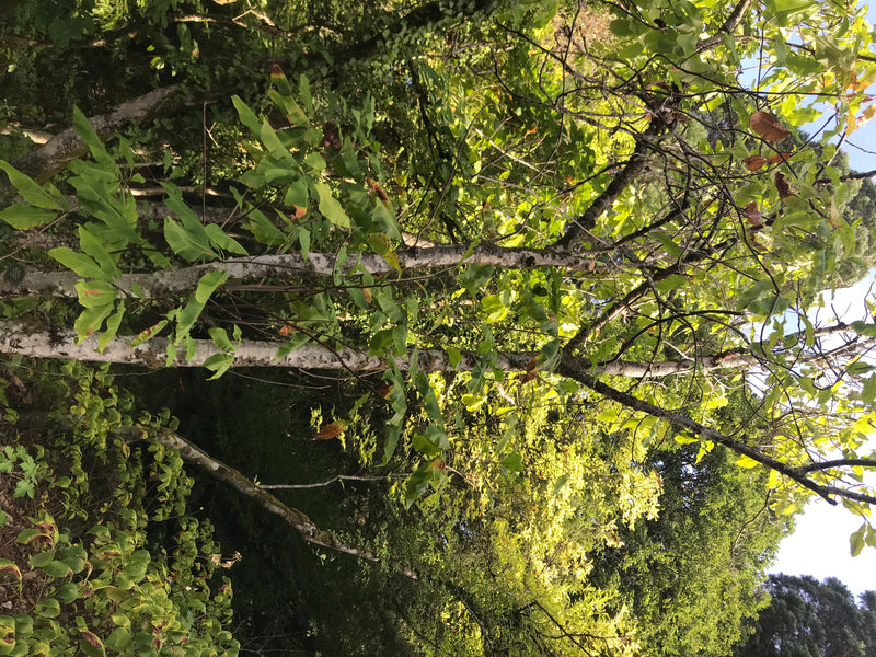 Honoki-Magnolie — Bild 1 von 3