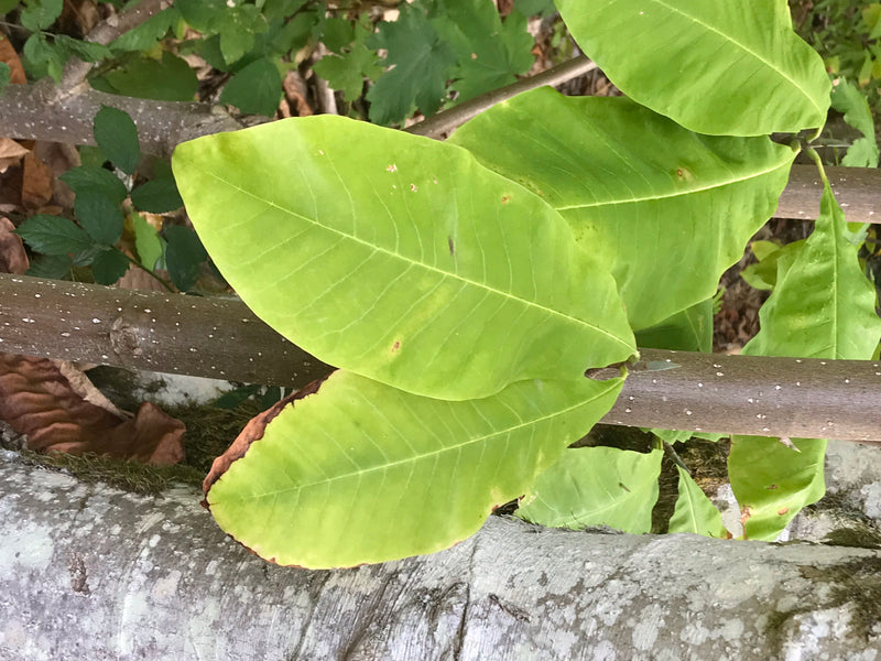 Honoki-Magnolie — Bild 3 von 3