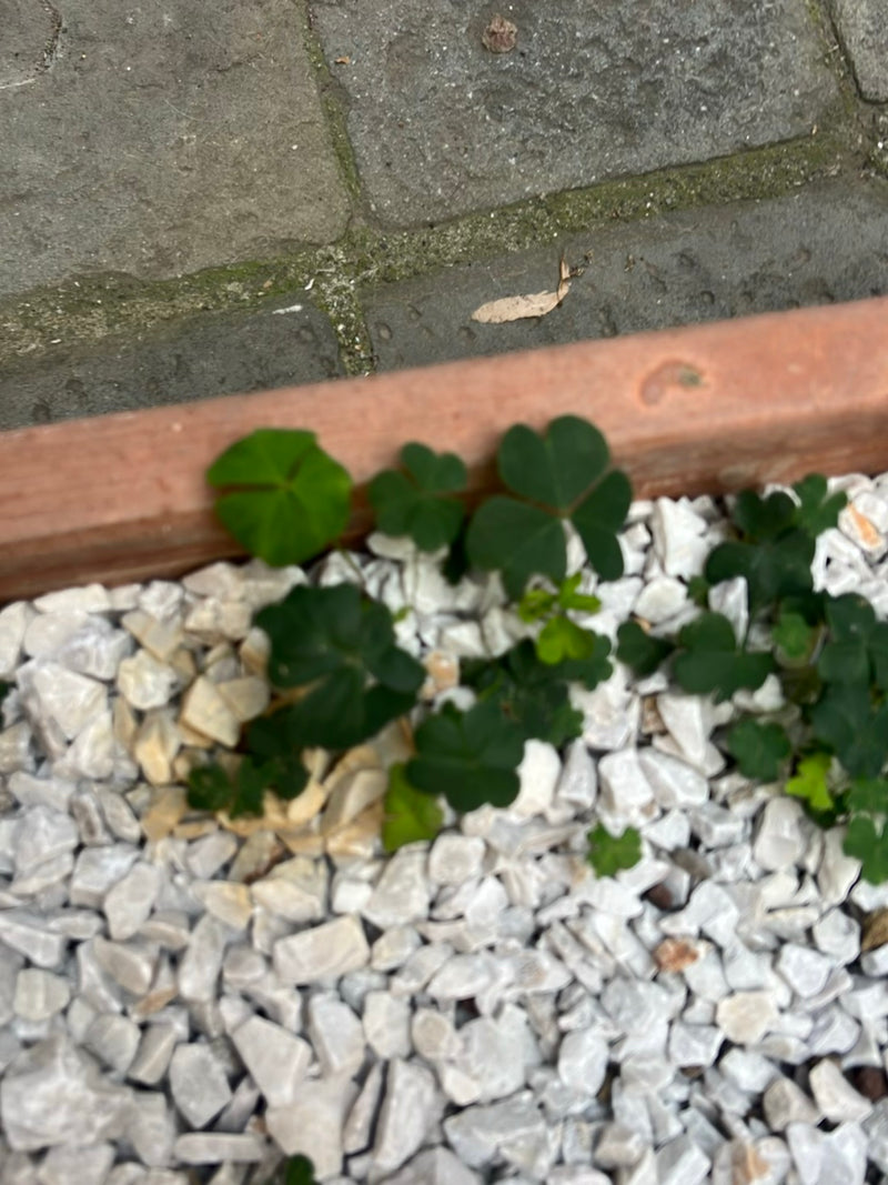 Horn-Sauerklee — Bild 5