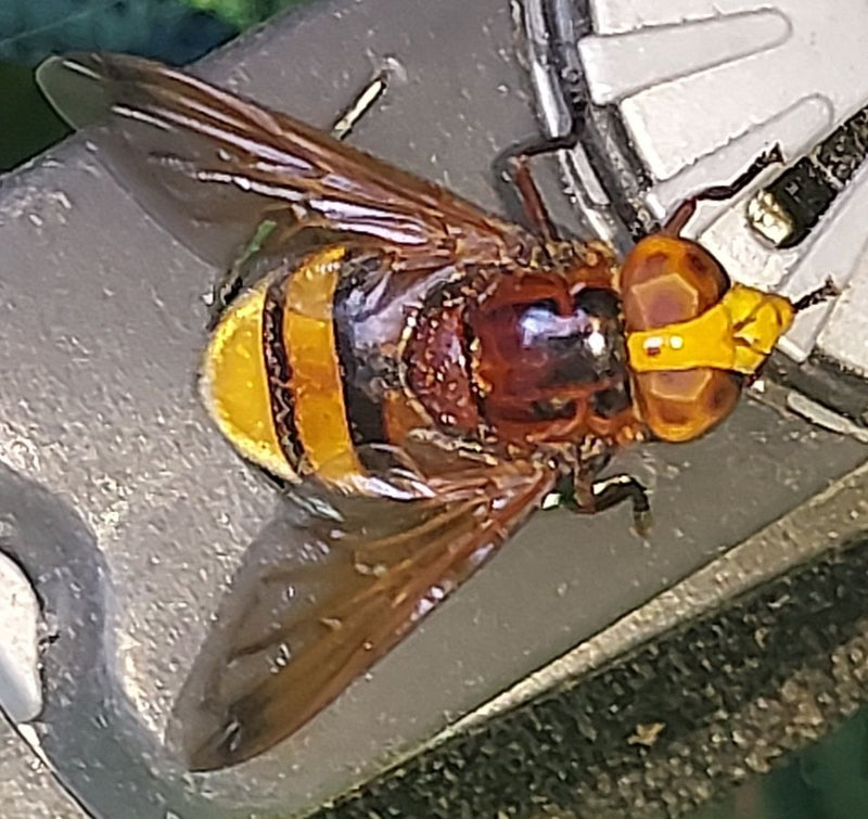 Hornissenschwebfliege — Bild 2