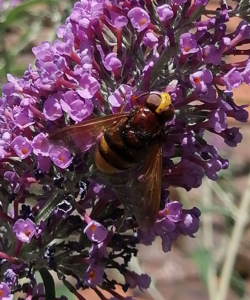 Hornissenschwebfliege — Bild 5