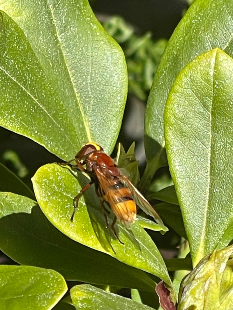 Eine Hornissenschwebfliege sitzt in Aufsicht auf einem saftig grünen Blatt einer Pflanze.