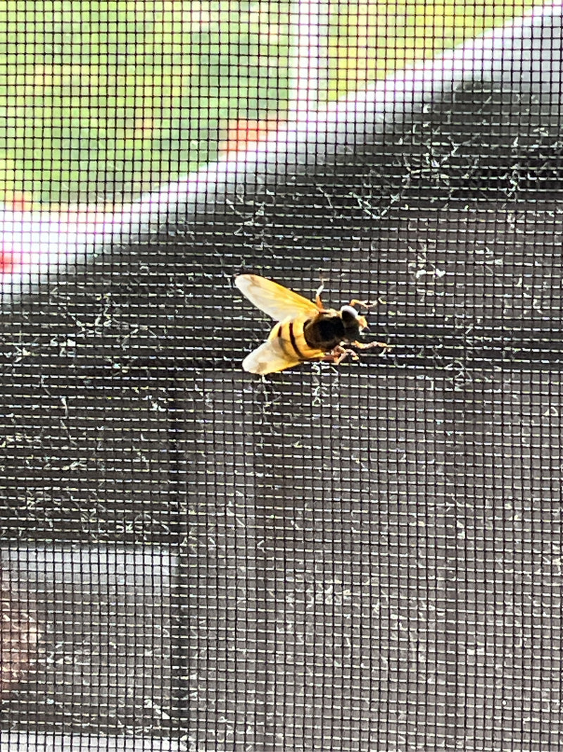 Hornissenschwebfliege — Bild 1