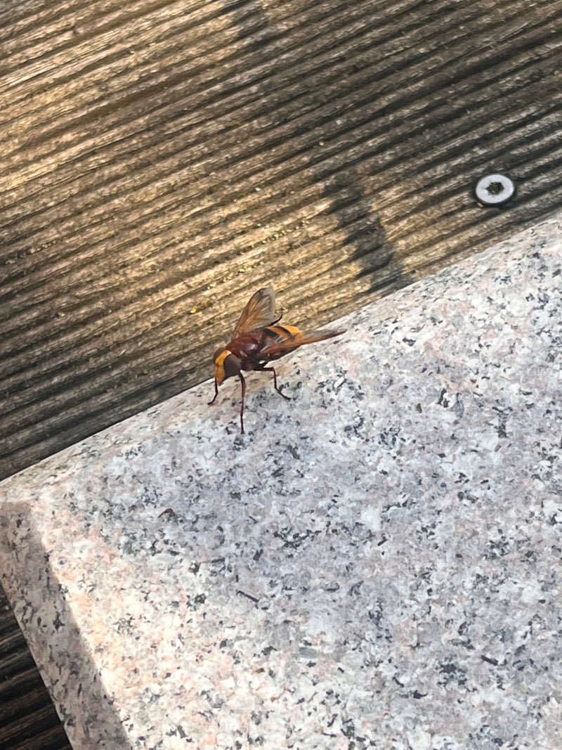 Hornissenschwebfliege — Bild 4