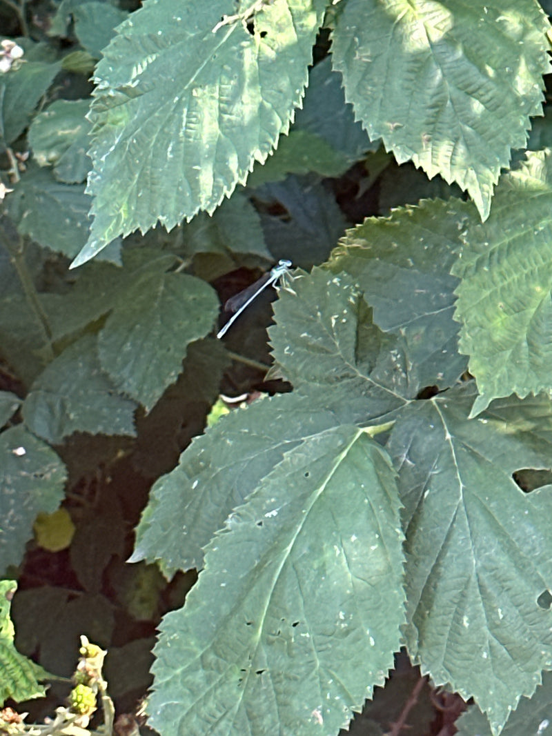 Hufeisen-Azurjungfer — Bild 3