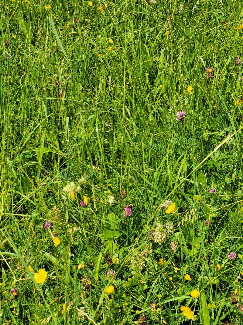 Hummel (unbestimmte Art) — Bild 3