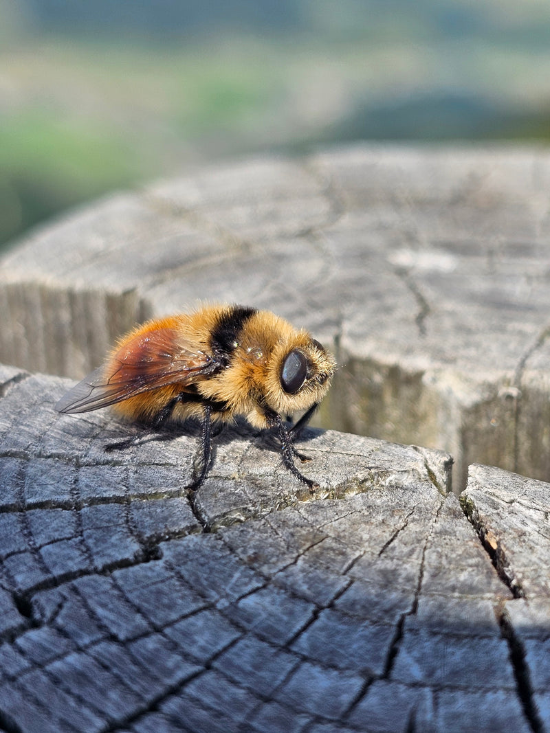 Hummel-Schwebfliege — Bild 3