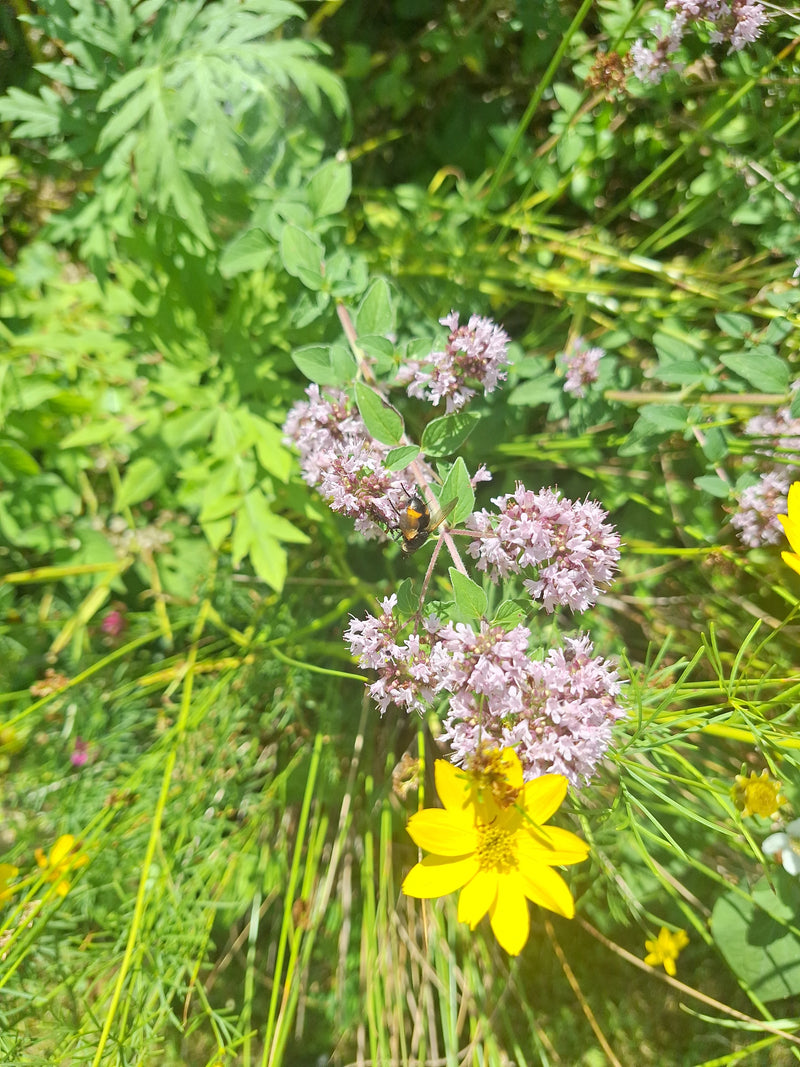 Hummel-Schwebfliege — Bild 1