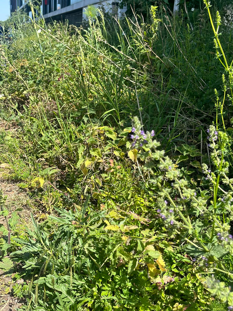 Hummel (unbestimmte Art) — Bild 1
