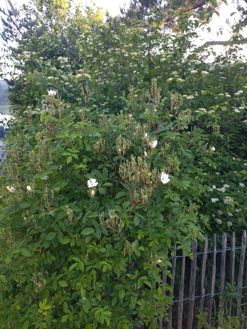 Hagebutten — Bild 2
