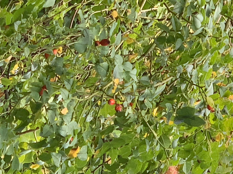 Hagebutten — Bild 4