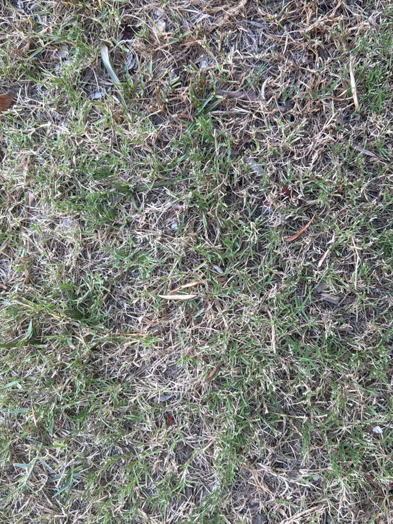 Hundszahngras — Bild 2