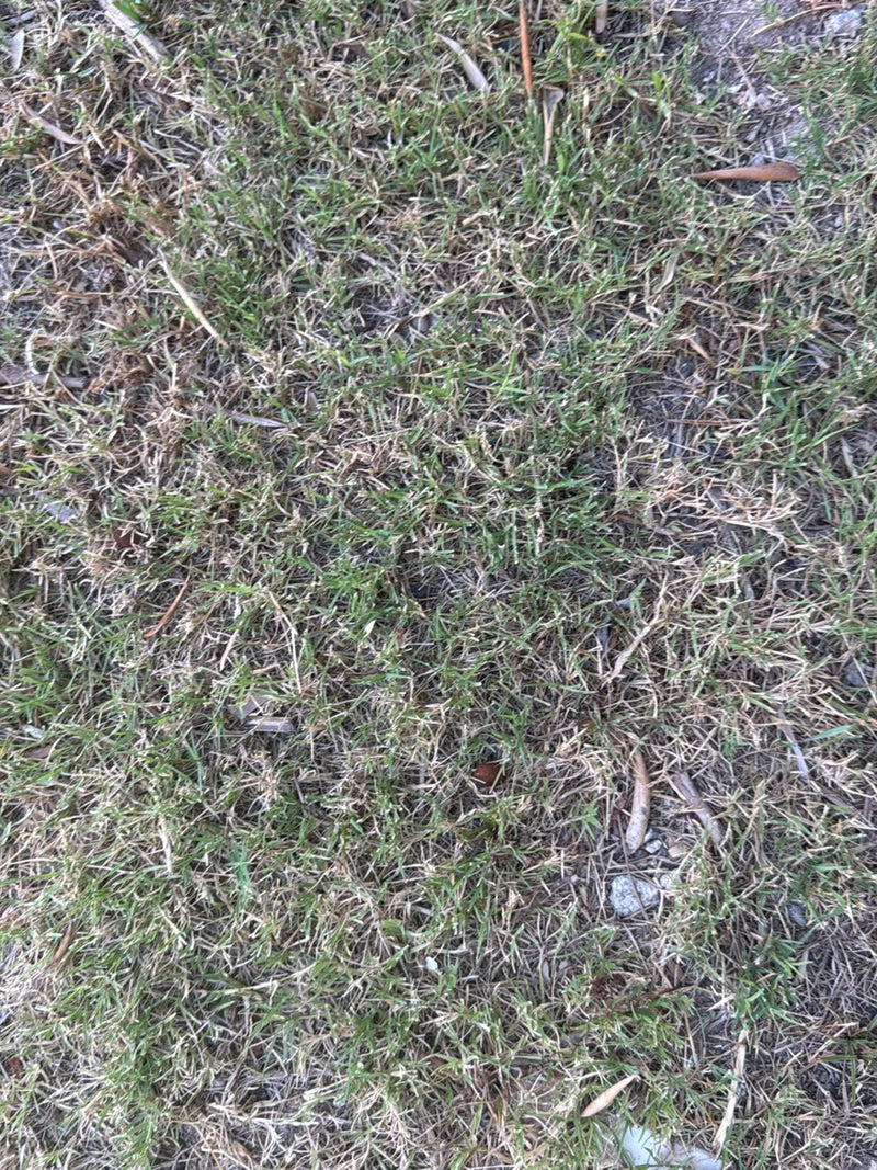 Hundszahngras — Bild 3