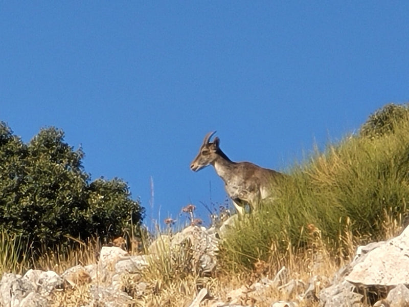Iberiensteinbock — Bild 1