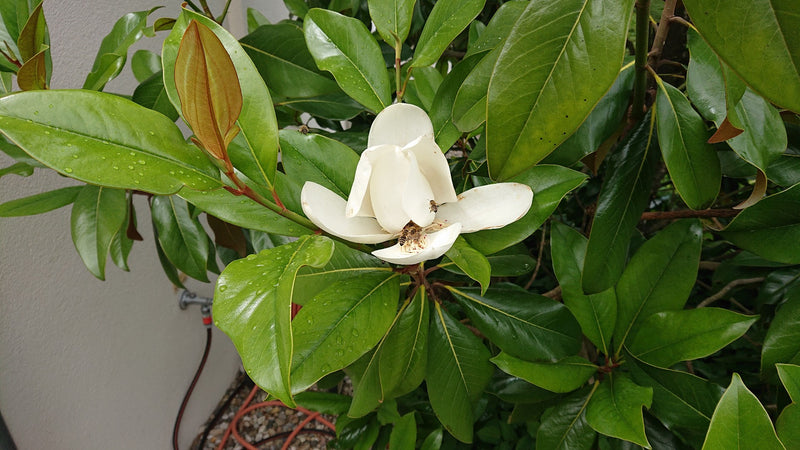 welchen dünger im herbst Bio Rasendünger Pro Natura Herbst – rasenwelt GmbH main image 1