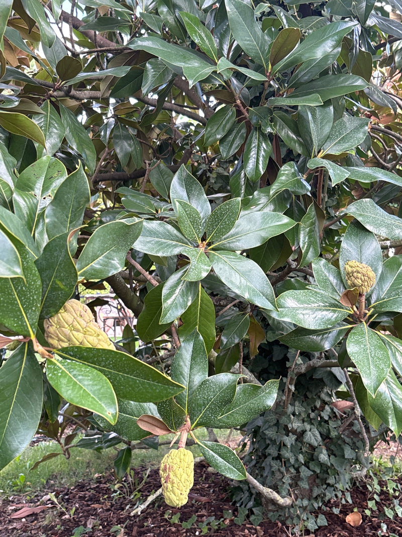 Zu sehen sind die charakteristischen, lederartigen grünen Blätter und reifenden Fruchtstände einer Immergrünen Magnolie. Die Aufnahme zeigt einen Ausschnitt ...