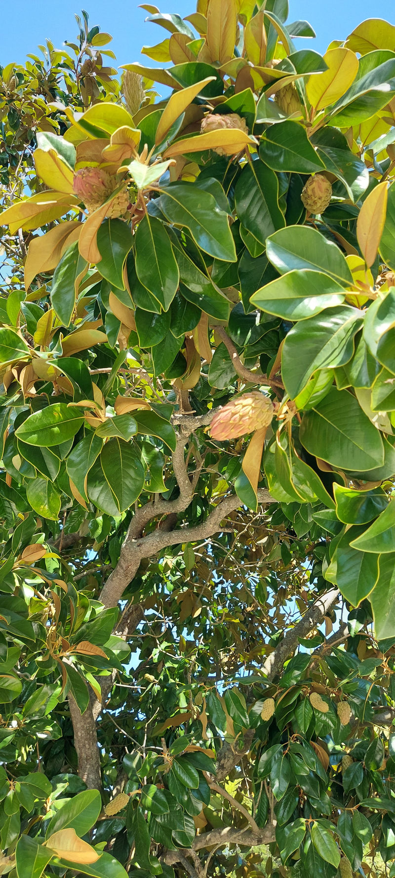 Das Bild zeigt die dichten, dunkelgrünen Blätter und charakteristischen Fruchtstände einer Immergrünen Magnolie. Die Aufnahme ist von unten in die Baumkrone ...