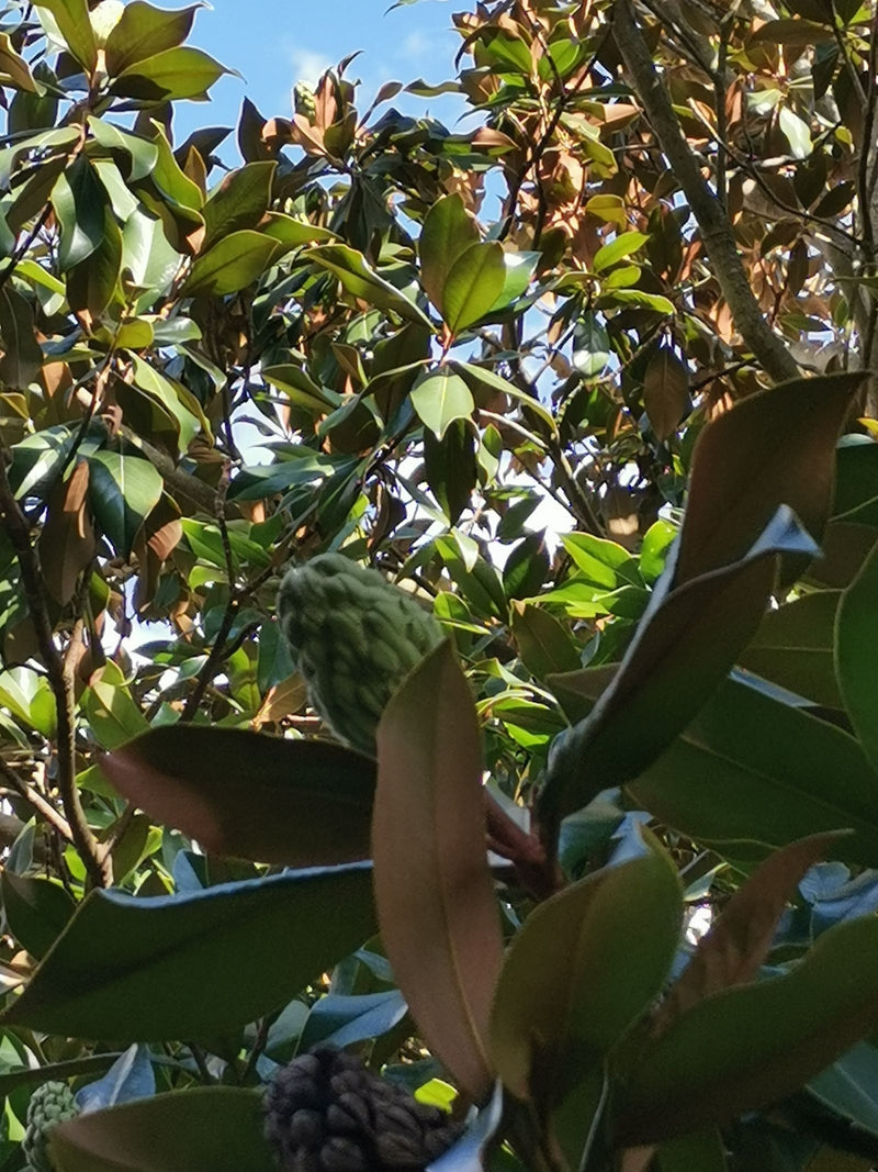 Immergrüne Magnolie — Bild 1